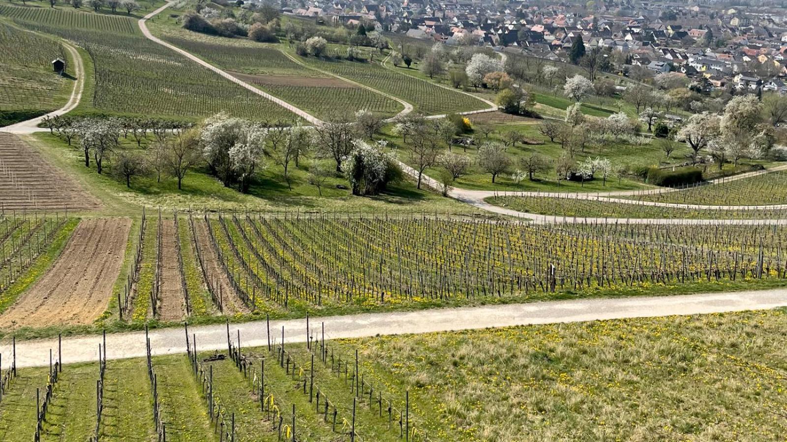 Landgasthof Rebstock Weil Am Rhein / Basel Luaran gambar